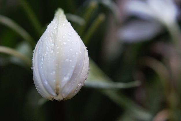 Witte bloem die bij zonsopgang in de tuin bloeit