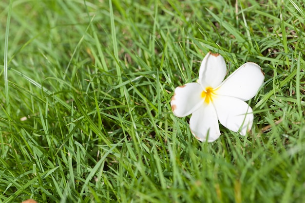 Witte bloem die op het gras viel.