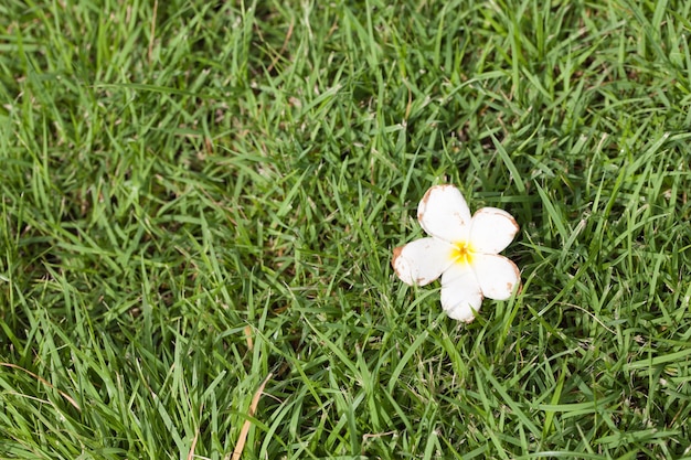 Witte bloem die op het gras viel.