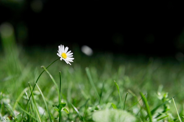 Witte bloem die op het veld groeit