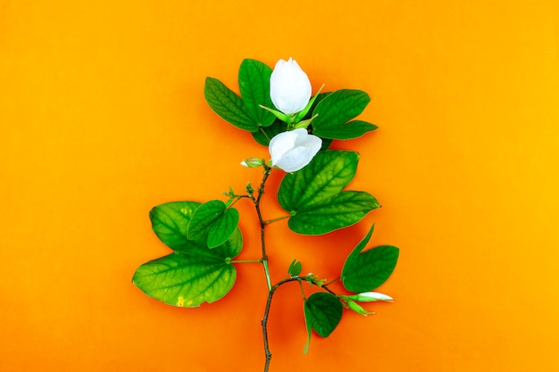 Witte bloem en bladeren op oranje papier achtergrond