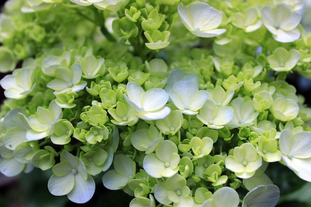 Foto witte bloem en mooie achtergrond in de ochtend