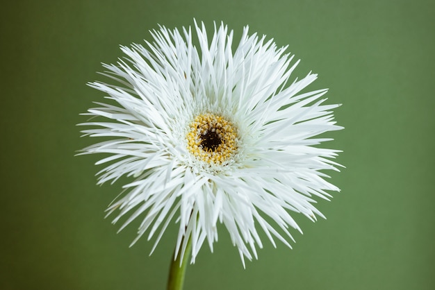 Witte bloem gerbera over groene achtergrond macro close-up weergave