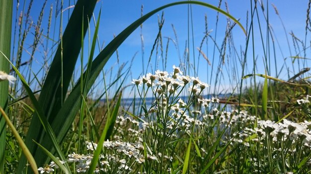 Foto witte bloem groeit in het veld tegen een blauwe hemel.