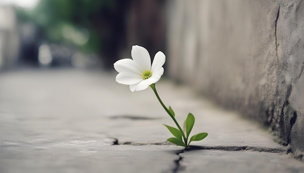 witte bloem groeit op Crack Street