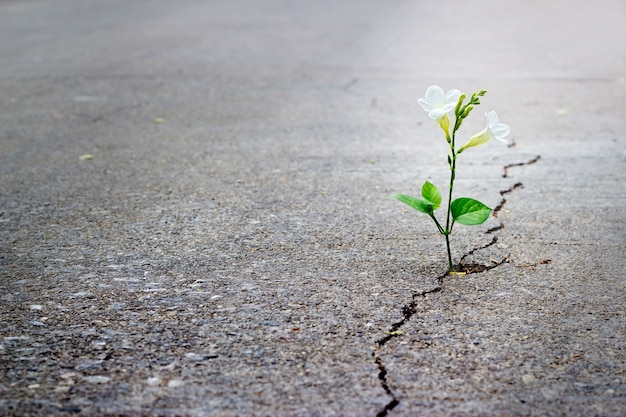 witte bloem groeit op spleet straat