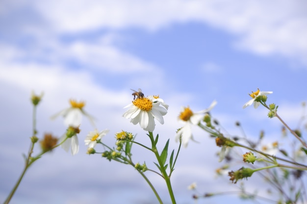 Witte bloem in aard tegen blauwe hemel