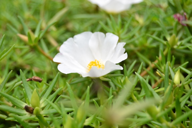 Witte bloem in de tuin