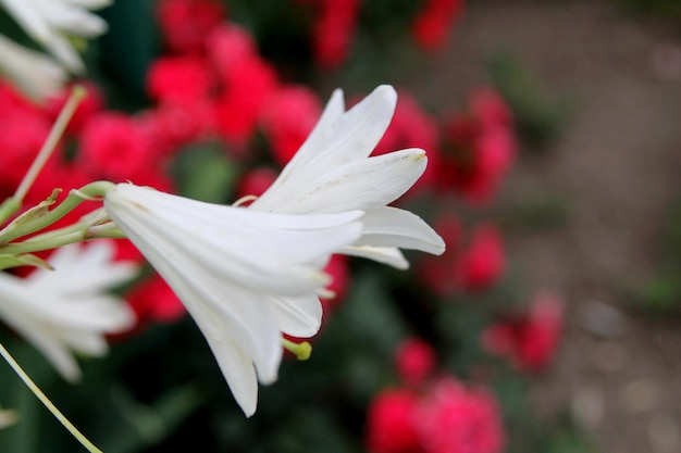 witte bloem in de tuin