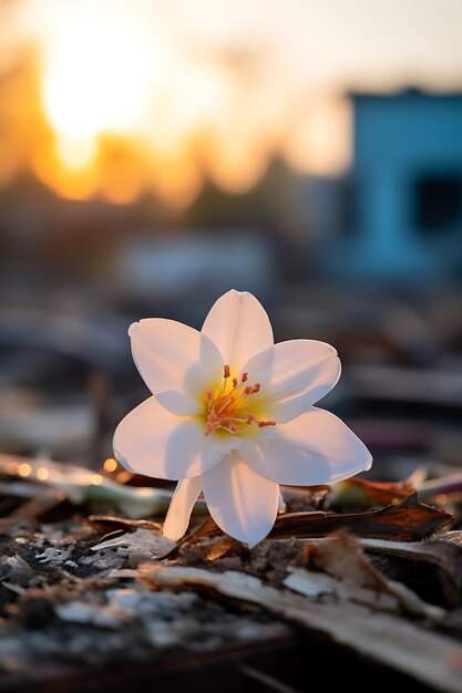 Foto witte bloem in een oorlogsgebied.