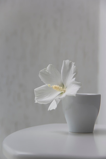 Witte bloem in een witte vaas op tafel