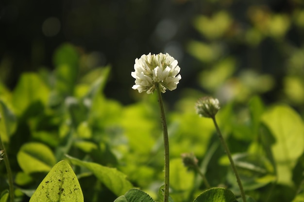 Foto witte bloem in wazige groene omgeving