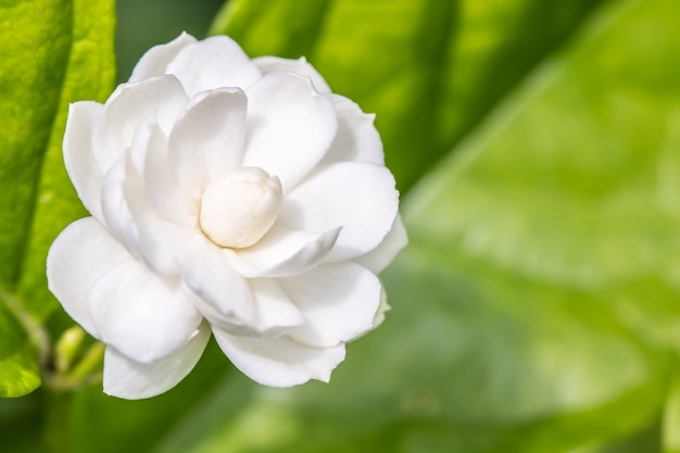 Witte bloem, jasmijn (Jasminum sambac L.)