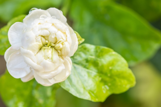 Witte bloem, jasmijn (Jasminum sambac L.)