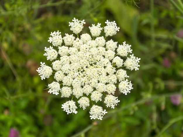 Witte bloem koe peterselie Bloeiend op een natuurlijke weide Deel van een bloem close-up