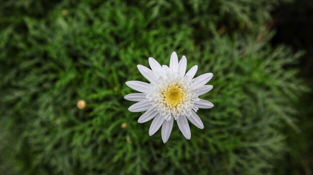 Witte bloem Marguerite daisy of Argyranthemum frutescens of Paris daisy sierplant.