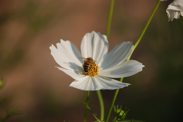 Foto witte bloem met bijenroot