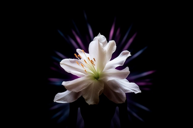 Witte bloem met silhouet van de vrouw en paarse stralen op zwart