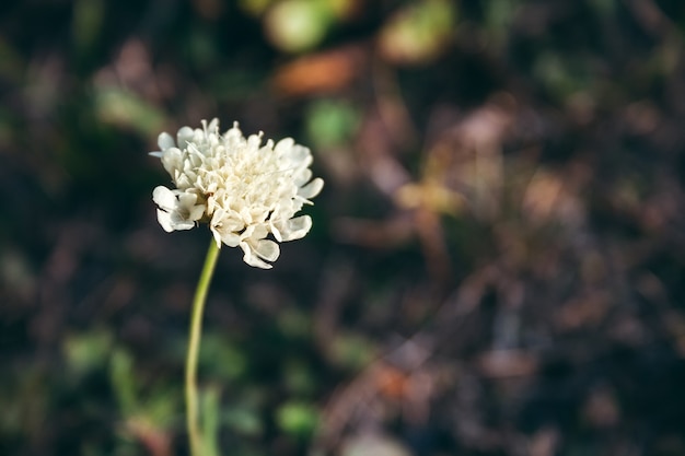 Witte bloem op een dunne steel tegen een wazige muur van herfstgras