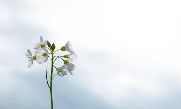 Witte bloem tegen de lucht