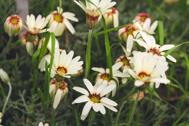 Witte bloem van actinotus helianthi die in het voorjaar bloeit Kopieer de ruimte Selectieve aandacht