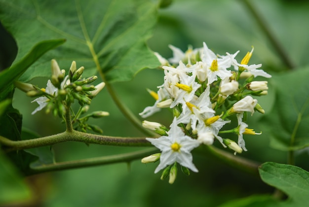 Witte bloem van aubergineboom en groen blad