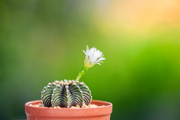 Foto witte bloem van cactus.