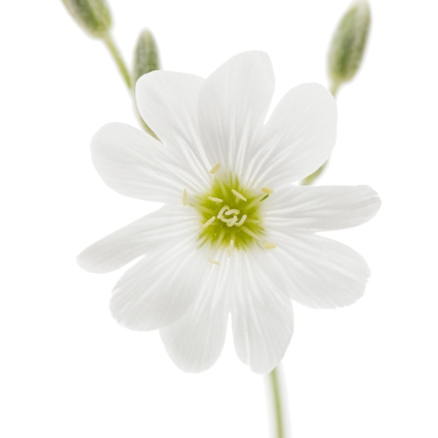 Foto witte bloem van cerastium geïsoleerd op een witte achtergrond