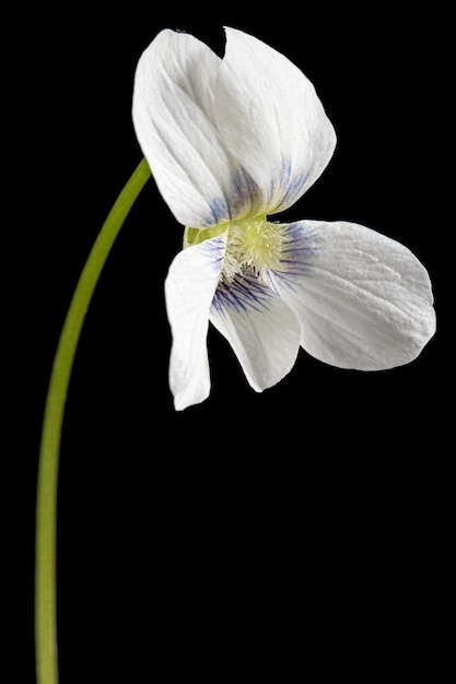 Witte bloem van de violette lat Viola odorata geïsoleerd op zwarte achtergrond