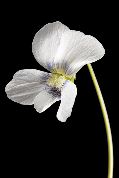 Witte bloem van de violette lat Viola odorata geïsoleerd op zwarte achtergrond