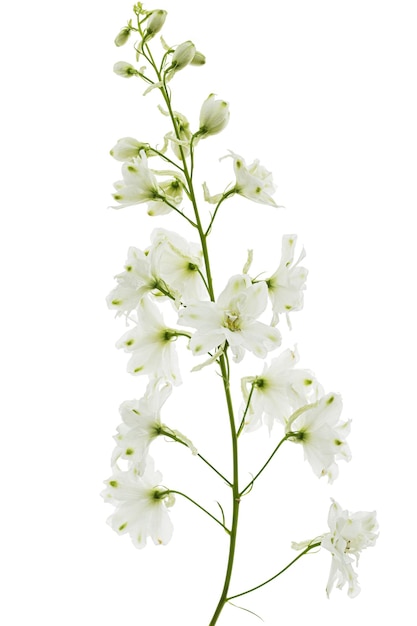 Foto witte bloem van delphinium ridderspoor bloem geïsoleerd op een witte achtergrond