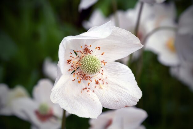 Witte bloem van een anemoon sylvestris met gedouchte gele meeldraden