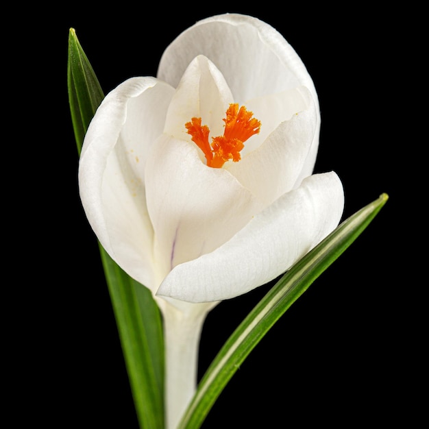 Witte bloem van krokus geïsoleerd op zwarte achtergrond