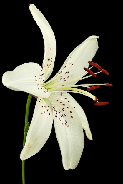 Witte bloem van lelie geïsoleerd op zwarte achtergrond