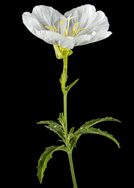 Witte bloem van Oenothera geïsoleerd op zwarte achtergrond