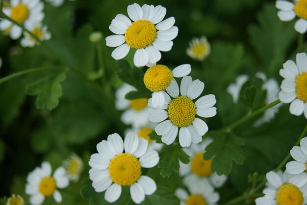 witte bloem