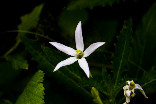 witte bloem