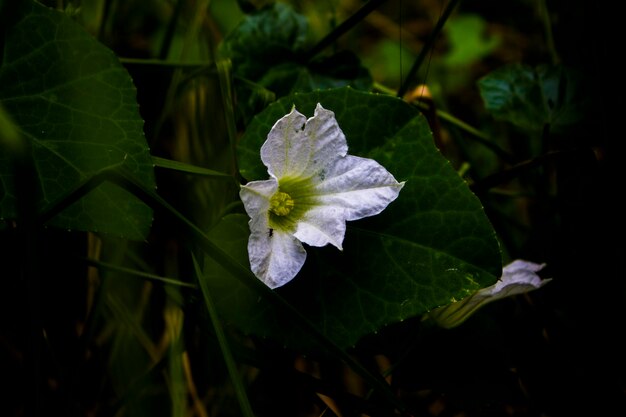 witte bloem