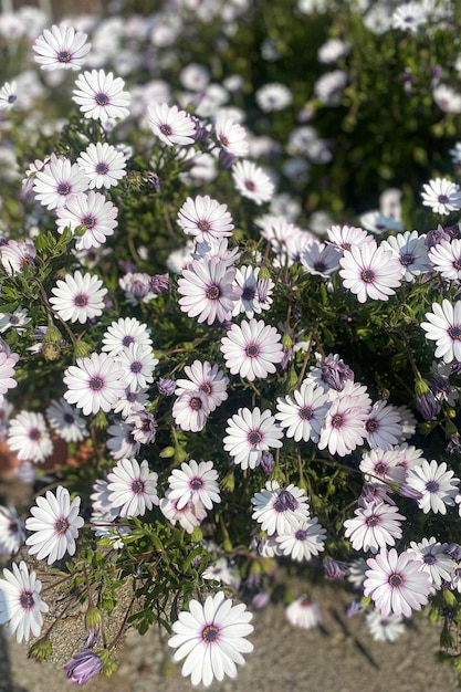 Witte bloembed bloemen