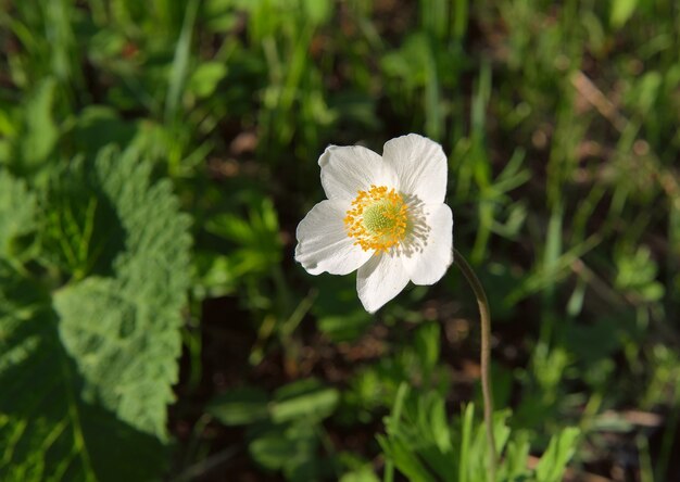 Witte bloemblaadjes en gele meeldraden van de bloem op een wazige groene achtergrond van gras