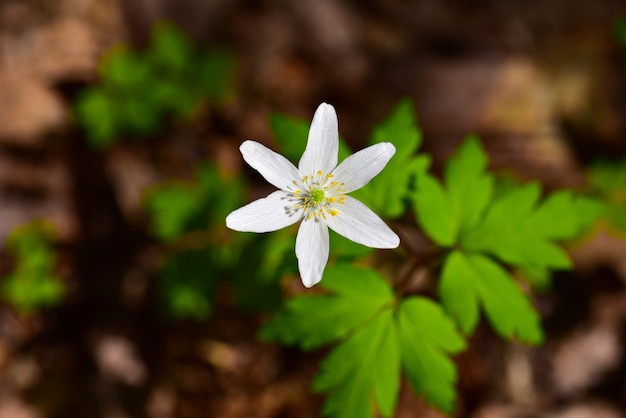 Witte bloembloei in het de lentebos