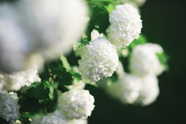 Witte bloemen aan een groene struik De witte roos bloeit Lente kersen appelbloesem