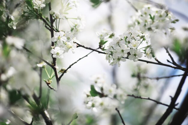 Witte bloemen aan een groene struik De witte roos bloeit Lente kersen appelbloesem