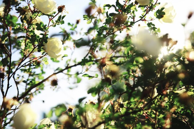 Witte bloemen aan een groene struik De witte roos bloeit Lente kersen appelbloesem