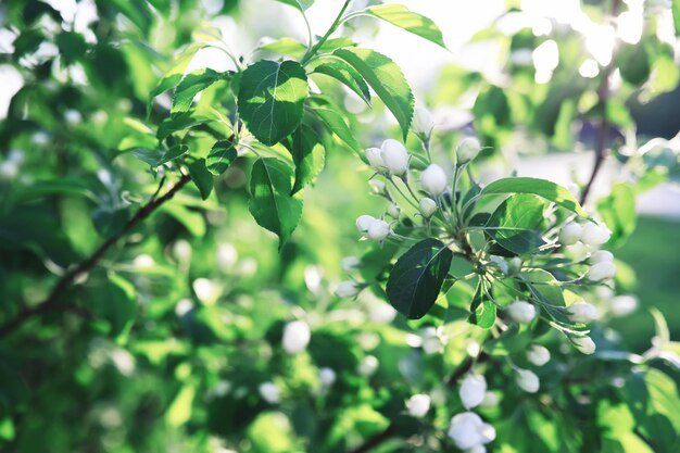 Witte bloemen aan een groene struik De witte roos bloeit Lente kersen appelbloesem