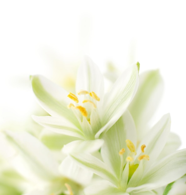 Witte bloemen achtergrond