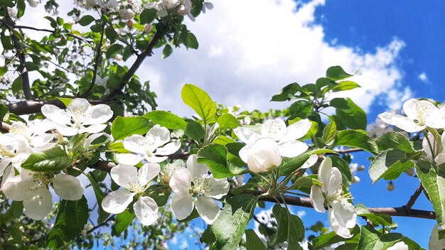 witte bloemen, appelbloesem, bloemen aan de boom.