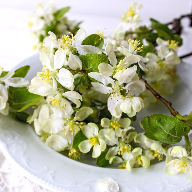 Witte bloemen appelboom lente