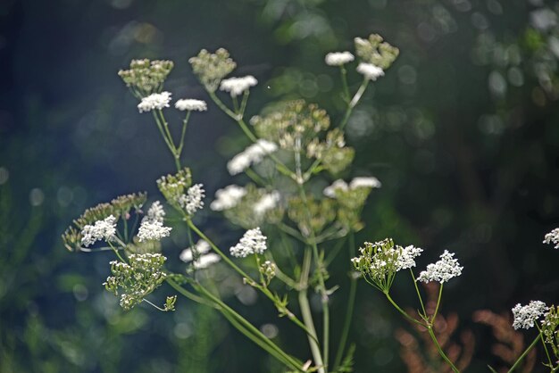 Foto witte bloemen bloeien buiten