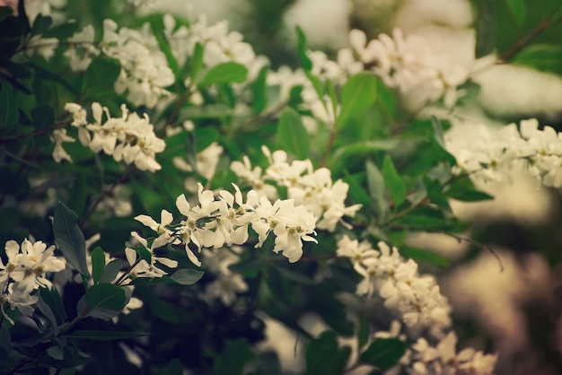 Witte bloemen bloeien in de lente natuurlijke vintage achtergrond